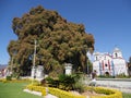 Cypress tree with stoutest trunk and church on main square of Santa Maria del Tule city in Mexico