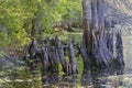 Cypress Tree Stumps