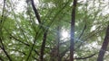 Cypress Tree with Sunbeam Shining