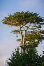 Cypress tree in the sunset light, Moss Beach, California
