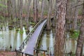 Cypress tree swamp Royalty Free Stock Photo