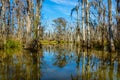 Cypress tree trunks and their water reflections in the swamps near New Orleans, in the Louisiana Bayou Royalty Free Stock Photo