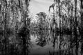 Cypress tree trunks and their water reflections in the swamps near New Orleans, in the Louisiana Bayou Royalty Free Stock Photo