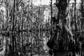 Cypress tree trunks and water reflections in Louisiana swamps