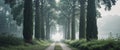 Cypress Tree Tunnel with Natural Landscape Pathway and Empty Space for Text in Peaceful Nature Setting Royalty Free Stock Photo