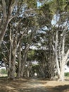 Cypress Tree Tunnel and path to the KPH radio communication building, California, USA Royalty Free Stock Photo