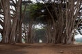 Cypress Tree Tunnel. Point Reyes National Seashore, Marin County, California Royalty Free Stock Photo