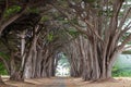 Cypress Tree Tunnel. Point Reyes National Seashore, Marin County, California Royalty Free Stock Photo