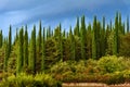 Cypress tree wall with blue sky at morning. Tuscany. Italy