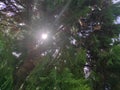 cypress tree where the sun shines through the branches and leaves Royalty Free Stock Photo