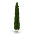 Cypress Tree on white. 3D illustration Royalty Free Stock Photo