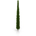 Cypress Tree on white. 3D illustration Royalty Free Stock Photo