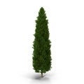 Cypress Tree on white. 3D illustration Royalty Free Stock Photo