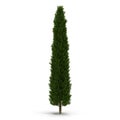 Cypress Tree on white. 3D illustration Royalty Free Stock Photo