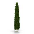 Cypress Tree on white. 3D illustration Royalty Free Stock Photo