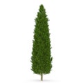 Cypress Tree on white. 3D illustration Royalty Free Stock Photo