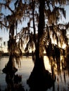 Cypress Trees