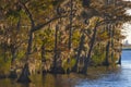 Cypress Trees Along the Bank of the Tensaw River Royalty Free Stock Photo