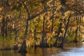 Cypress Trees Along the Bank of the Tensaw River Royalty Free Stock Photo