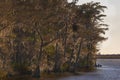 Cypress Trees Along the Bank of the Tensaw River Royalty Free Stock Photo