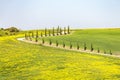 Cypress trees along the road and flowering fields Royalty Free Stock Photo