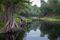 Cypress trees on the banks of the Suwanee River