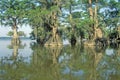 Cypress Trees in the Bayou, Lake Fausse Pointe State Park, Louisiana Royalty Free Stock Photo