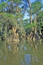 Cypress Trees in the Bayou, Lake Fausse Pointe State Park, Louisiana Royalty Free Stock Photo