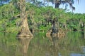 Cypress Trees in the Bayou, Lake Fausse Pointe State Park, Louisiana Royalty Free Stock Photo