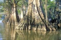Cypress Trees in the Bayou, Lake Fausse Pointe State Park, Louisiana Royalty Free Stock Photo