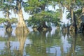 Cypress Trees in the Bayou, Lake Fausse Pointe State Park, Louisiana