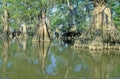 Cypress Trees in the Bayou, Lake Fausse Pointe State Park, Louisiana Royalty Free Stock Photo