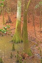 Cypress Trees in a Bottomland Forest Royalty Free Stock Photo