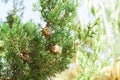 Cypress trees branches with cones in sunny day Royalty Free Stock Photo