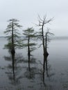 Cypress trees in Caddo lake