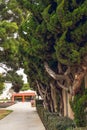 Cypress trees close up Royalty Free Stock Photo