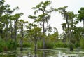 Cypress Trees in a Bayou Royalty Free Stock Photo