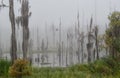 Cypress trees die out when saltwater from Lake Pontchartrain enters the freshwater swamp. Royalty Free Stock Photo