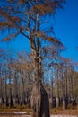 Cypress trees in dry lake