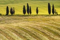 Cypress trees, fields and meadows in typical Tuscany countryside. Travel Italy.