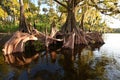 Cypress Trees on Fisheating Creek, Florida. Royalty Free Stock Photo