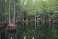 Cypress trees in Florida swamp Royalty Free Stock Photo