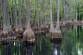 Cypress trees in Florida swamp Royalty Free Stock Photo