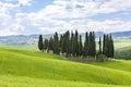 Cypress trees in a grove in the landscape Royalty Free Stock Photo