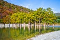 Cypress trees grow in the lake water Royalty Free Stock Photo