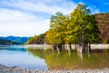 Cypress trees grow in the lake water on an autumn day. Royalty Free Stock Photo