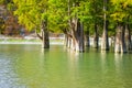 Cypress trees closeup in the lake water Royalty Free Stock Photo