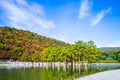 Cypress trees grow in the lake water Royalty Free Stock Photo