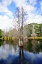 Cypress Trees grow in water Royalty Free Stock Photo