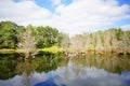 Cypress Trees grow in water Royalty Free Stock Photo